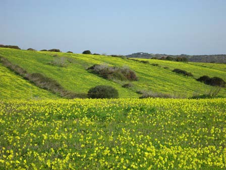 Kleefeld bei Raposeira, Westalgarve, Portugal