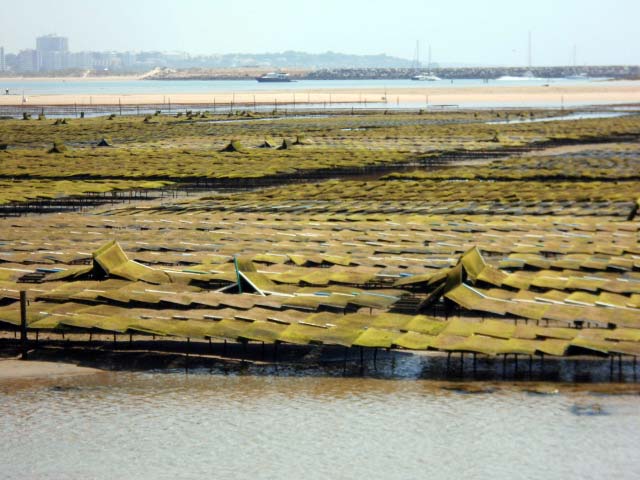 Austernzucht in der Bucht von Vale da Lama bei Lagos, Portugal