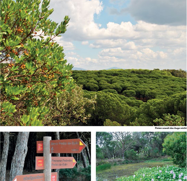 Der Wald von Barao de Sao Joao