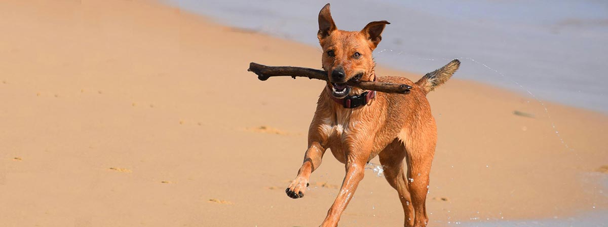 Algarve Urlaub mit Hund - Bei weloveportugal.com finden Sie die passende Unterkunft!