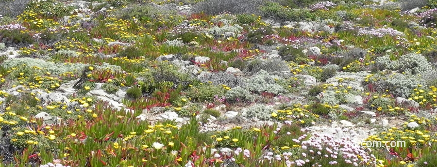 Wandern in Portugal - die beste Zeit ist im Frühling